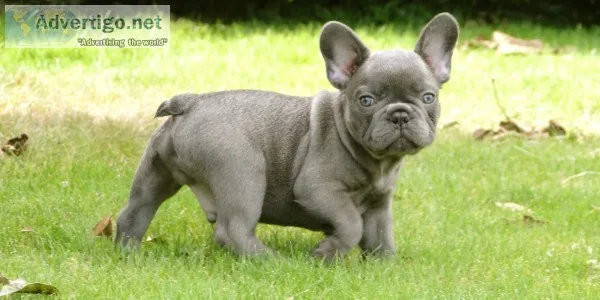 Aabd frenchies male pups