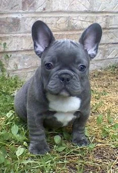 Aazxcv frenchies bulldog pupies