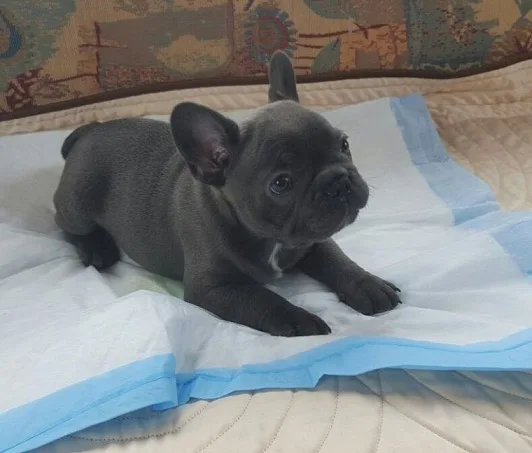 Awesome male and female frenchies