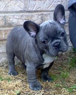 Aaqq frenchies puppies
