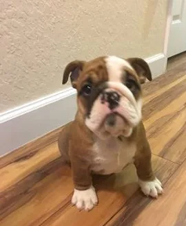 Healthy english bulldog puppies availabl