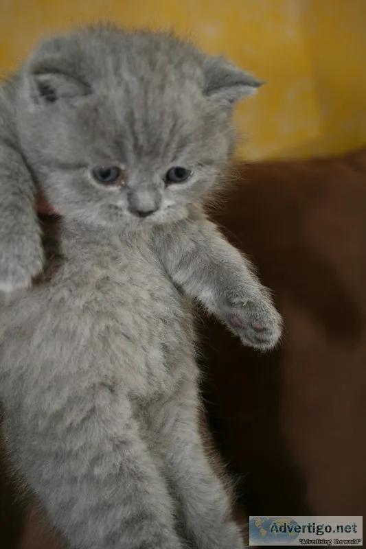 Kitten for sale