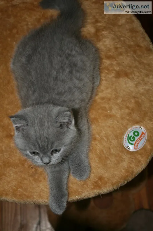 Kitten for sale
