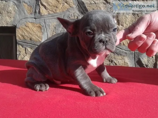 Aahhdz frenchies bulldog puppies
