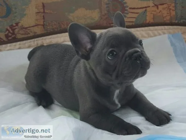 Aaccc frenchies bulldog puppies