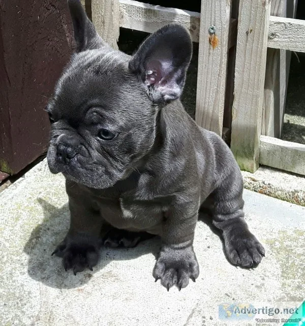 Aaaqws french bulldog puppies
