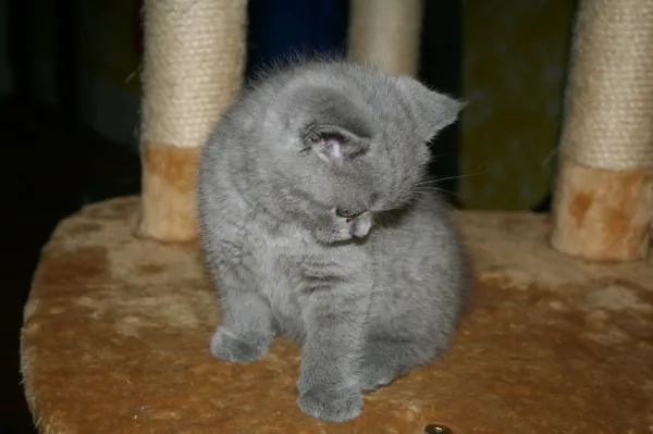 Kitten for sale