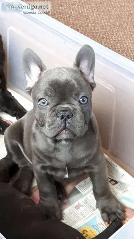 Aana frenchies bulldog pups