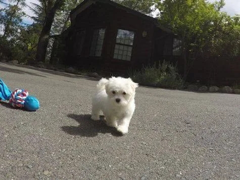 Adorable maltese pup 