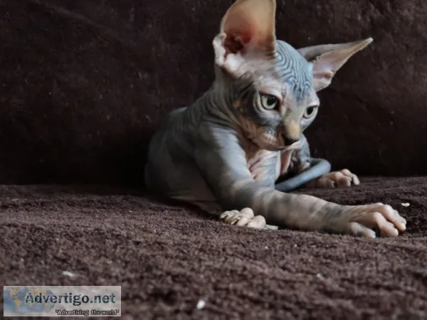 Vcgyd talented sphynx kitts available