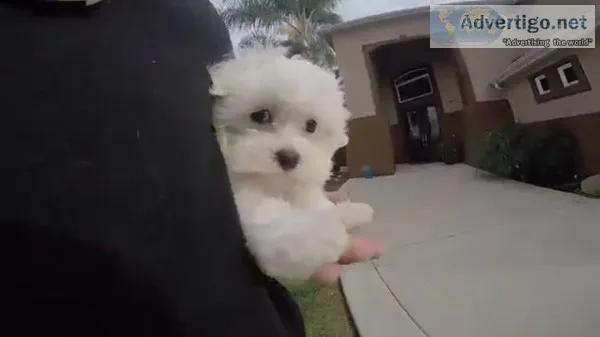 Adorable maltese pup 