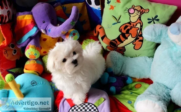 White male maltese puppy 