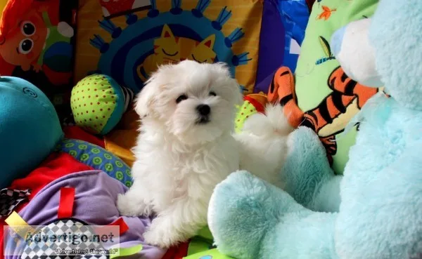 White male maltese puppy 