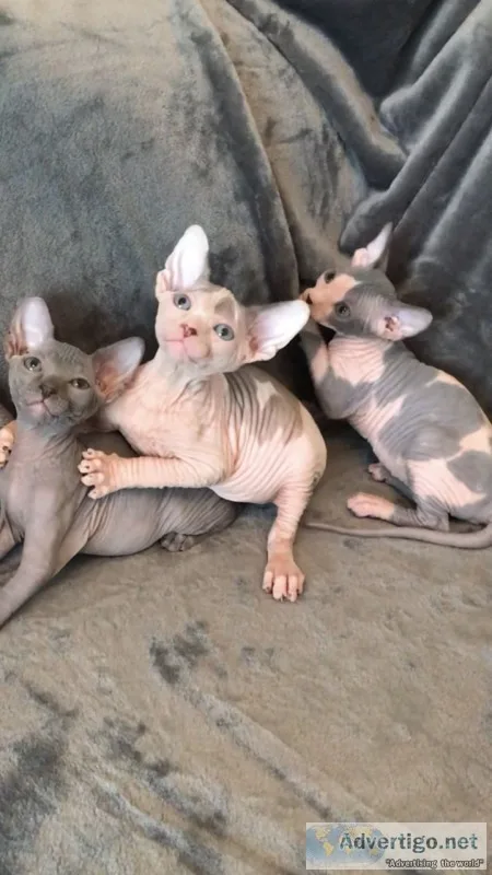 Cdfdfdd talented sphynx kitts available