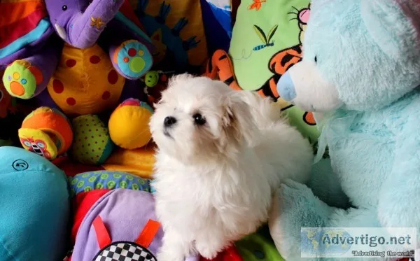 White male maltese puppy 