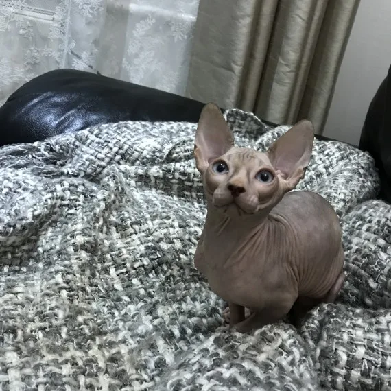 Jnkjbfg talented sphynx kitts available