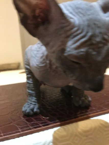 Ujygtr talented sphynx kitts available