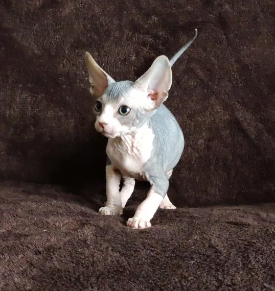 Gbhnr talented sphynx kitts available