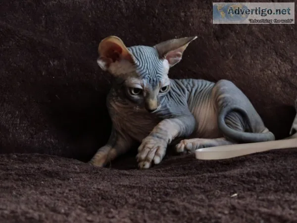 Ghybb talented sphynx kitts available