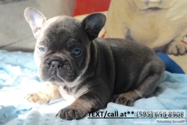 French bulldog puppies available