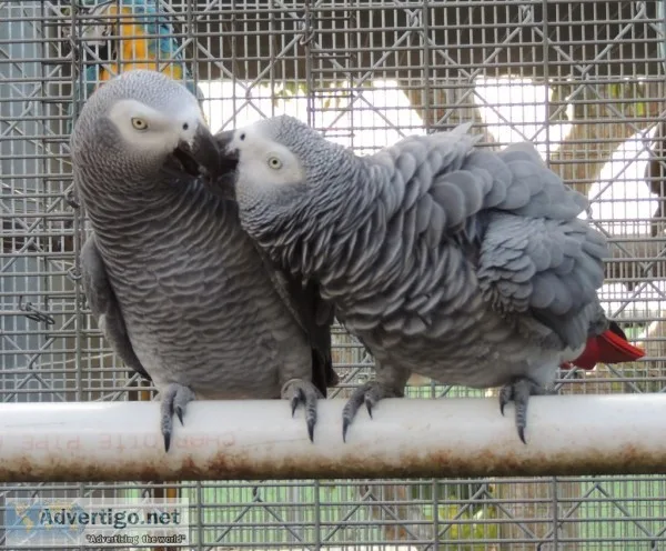 X-mass pair of african grey ready