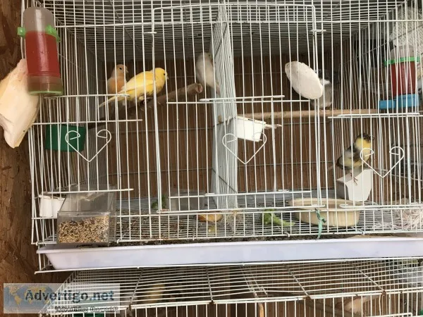 Canaries / canarios 