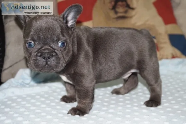 French bulldog puppies available