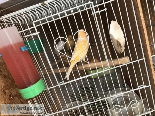 Canaries / canarios 
