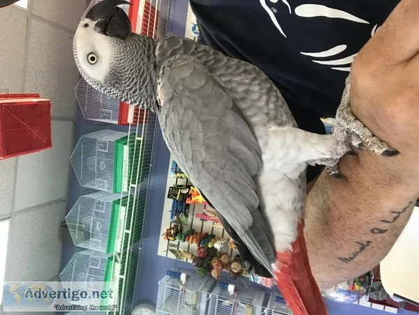 Beautifull african grey birds