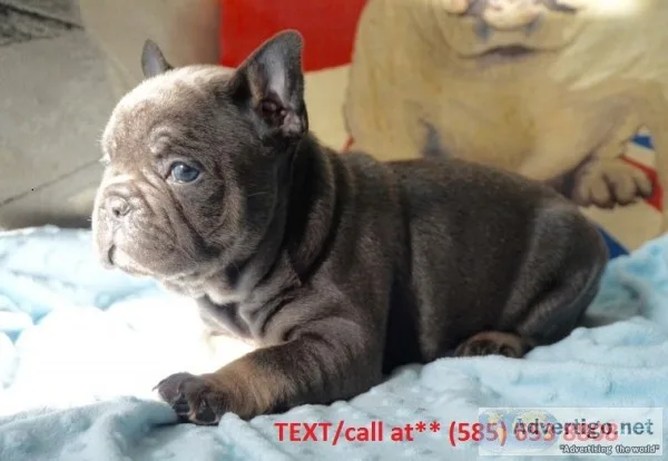 French bulldog puppies dfdfd