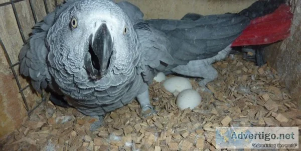 beautiful congo african grey 