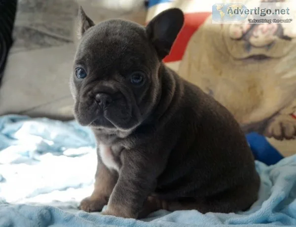French bulldog puppies available