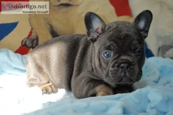 French bulldog puppies dfdfd