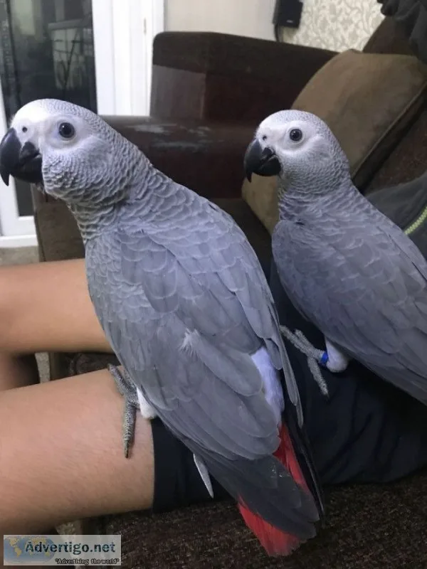 Talking grey birds still avaliable
