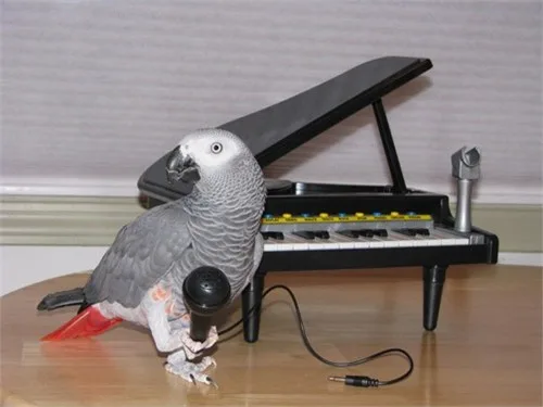 African grey parrot - $600