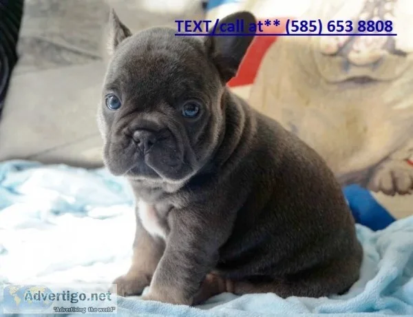 French bulldog puppies dfdfd