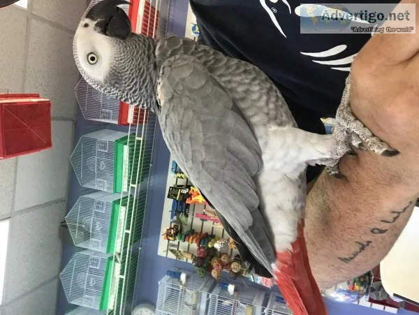 beautiful congo african grey 