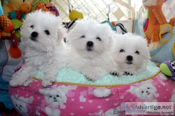 Maltese for x-mass ready