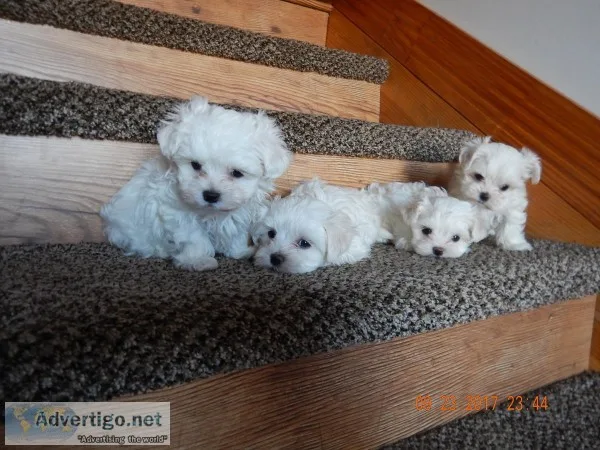 2 maltese for stud only