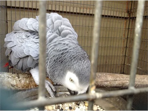 Hand reared female african grey parrot r