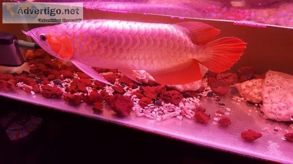 Quality arowana fishes for sale 