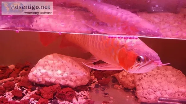 Quality arowana fishes for sale 