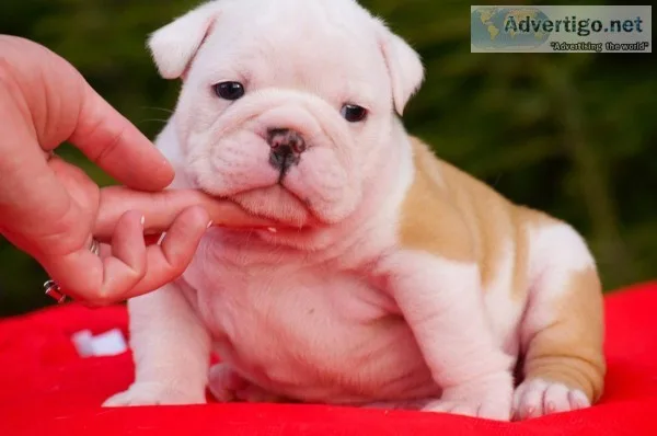  top class english bulldog puppies avail