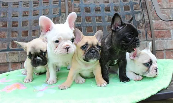  seven stunning french bulldog puppies s