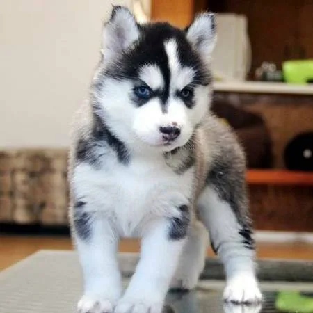  beautiful siberian husky puppies ready 