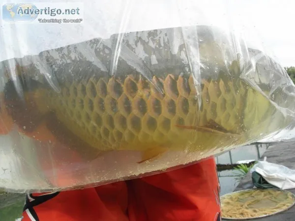 Quality arowana fishes for sale 