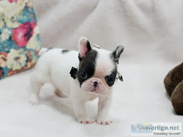  ♡♡♡ ;♡♡stunn ing french bulldog pu