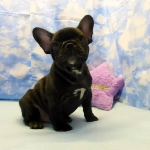  ♡♡♡ ;♡♡stunn ing french bulldog pu
