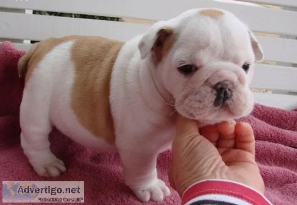  top class english bulldog puppies avail