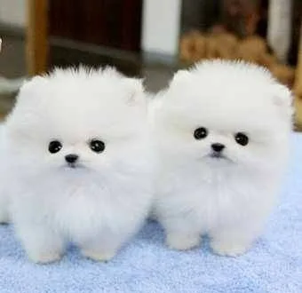  ♥lovely pomeranian puppies for rehoming